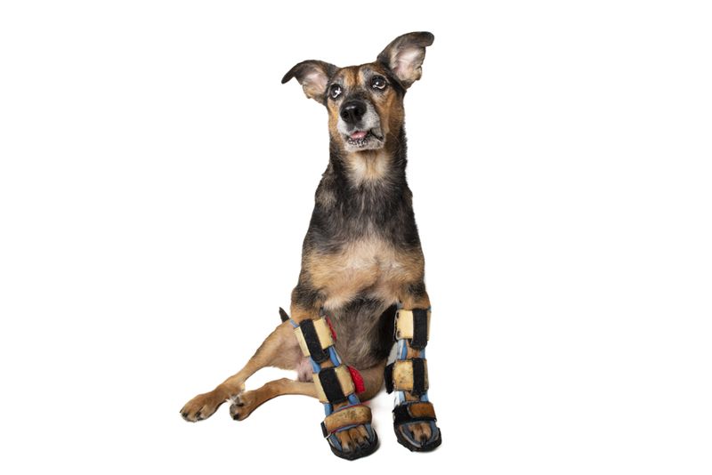 © Emanuela Colombo - Image from the SUPERPETS : WHEN LIFE IS RESTORED THROUGHT A PROSTHESIS photography project