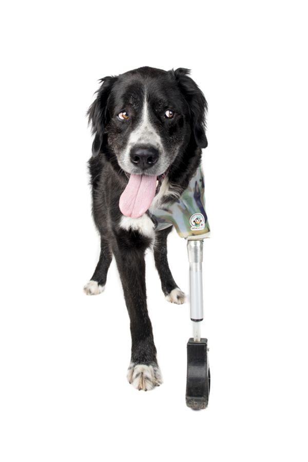 © Emanuela Colombo - Image from the SUPERPETS : WHEN LIFE IS RESTORED THROUGHT A PROSTHESIS photography project