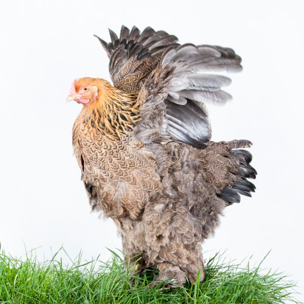 © Emanuela Colombo - Image from the Chickens photography project