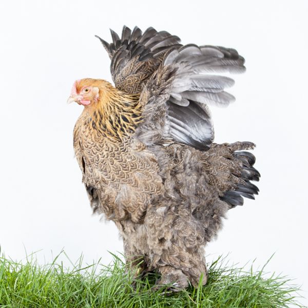 © Emanuela Colombo - Image from the Chickens photography project