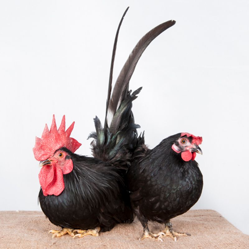 © Emanuela Colombo - Image from the Chickens photography project