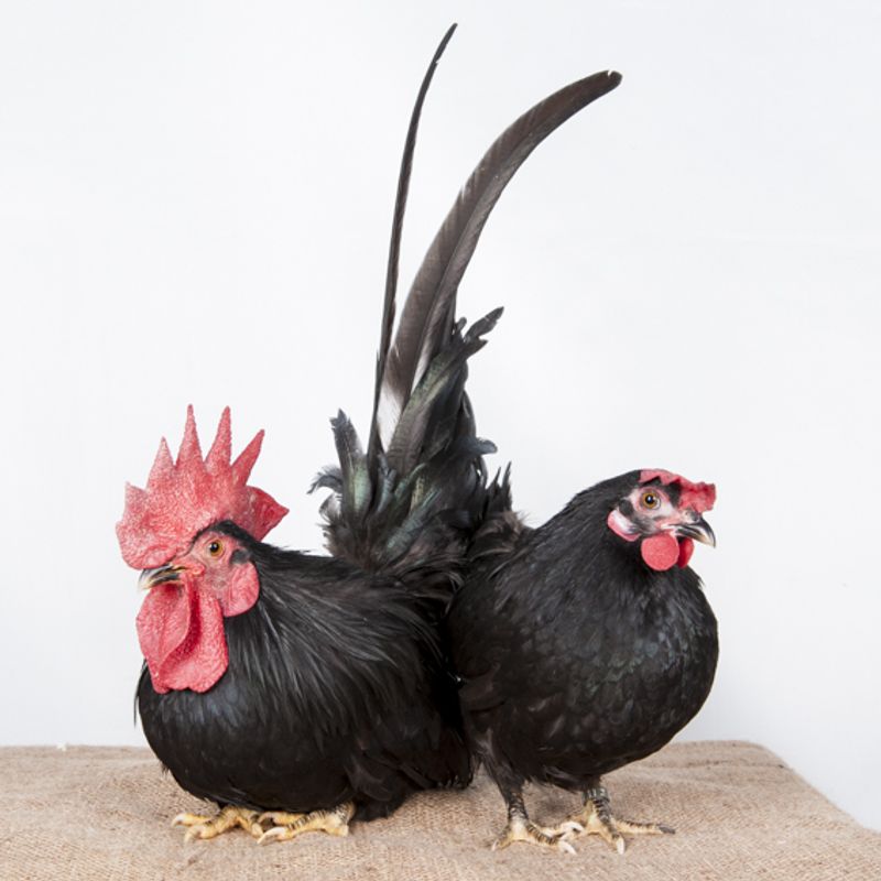 © Emanuela Colombo - Image from the Chickens photography project