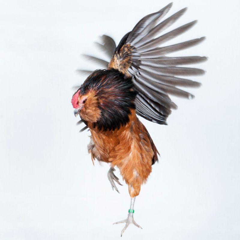 © Emanuela Colombo - Image from the Chickens photography project