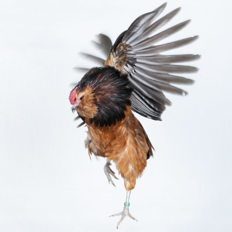 © Emanuela Colombo - Image from the Chickens photography project