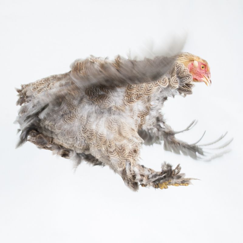 © Emanuela Colombo - Image from the Chickens photography project