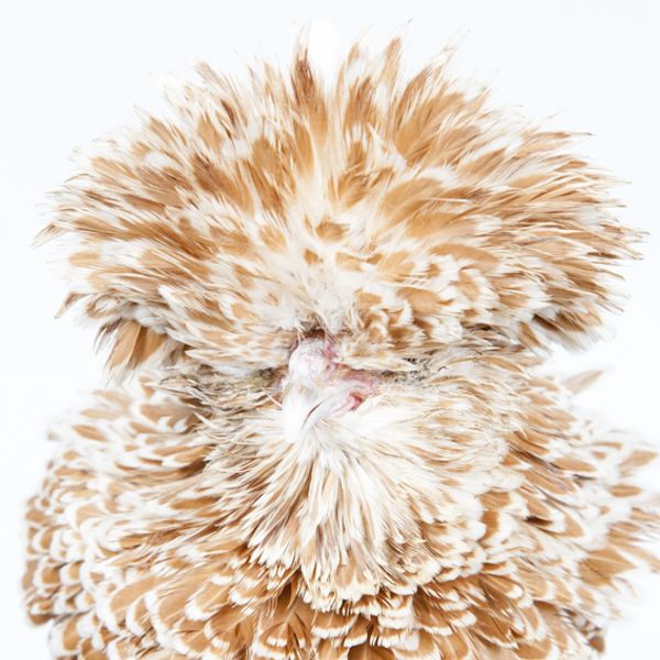 © Emanuela Colombo - Image from the Chickens photography project