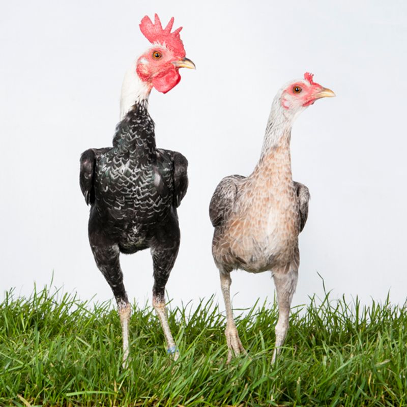 © Emanuela Colombo - Image from the Chickens photography project