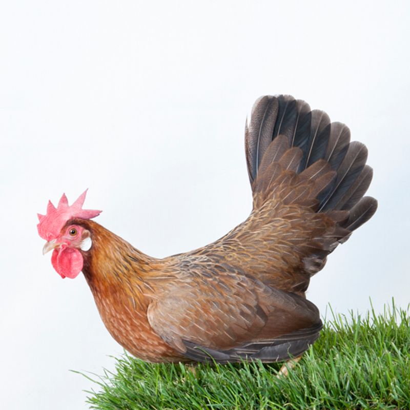 © Emanuela Colombo - Image from the Chickens photography project