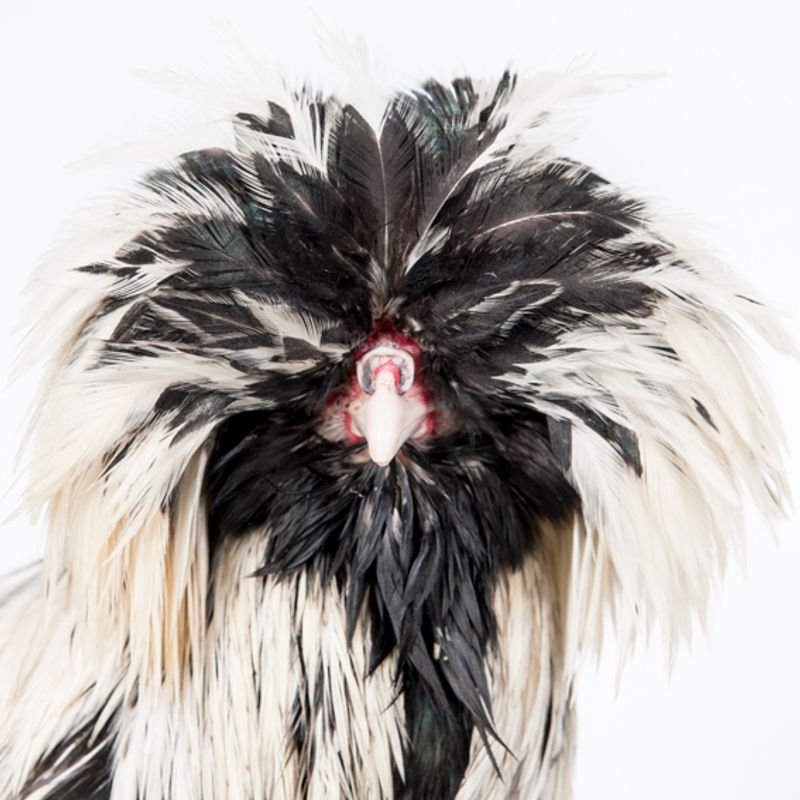 © Emanuela Colombo - Image from the Chickens photography project