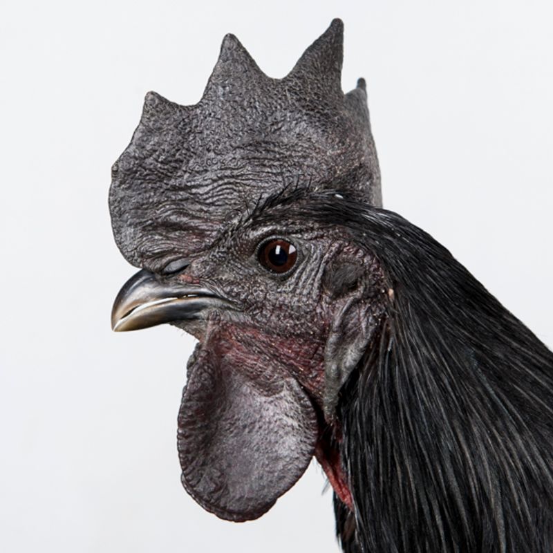 © Emanuela Colombo - Image from the Chickens photography project