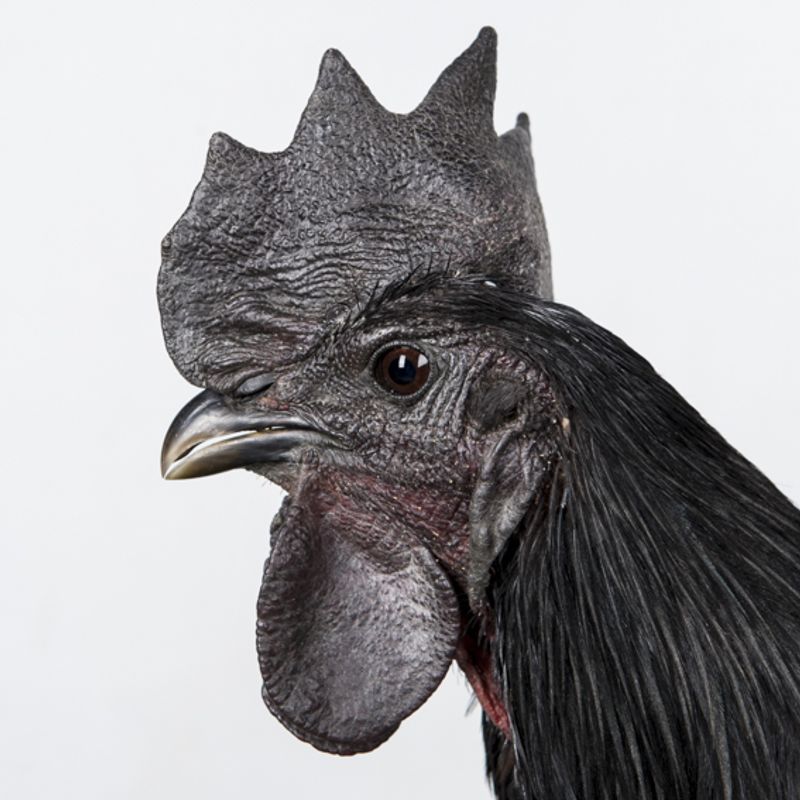 © Emanuela Colombo - Image from the Chickens photography project