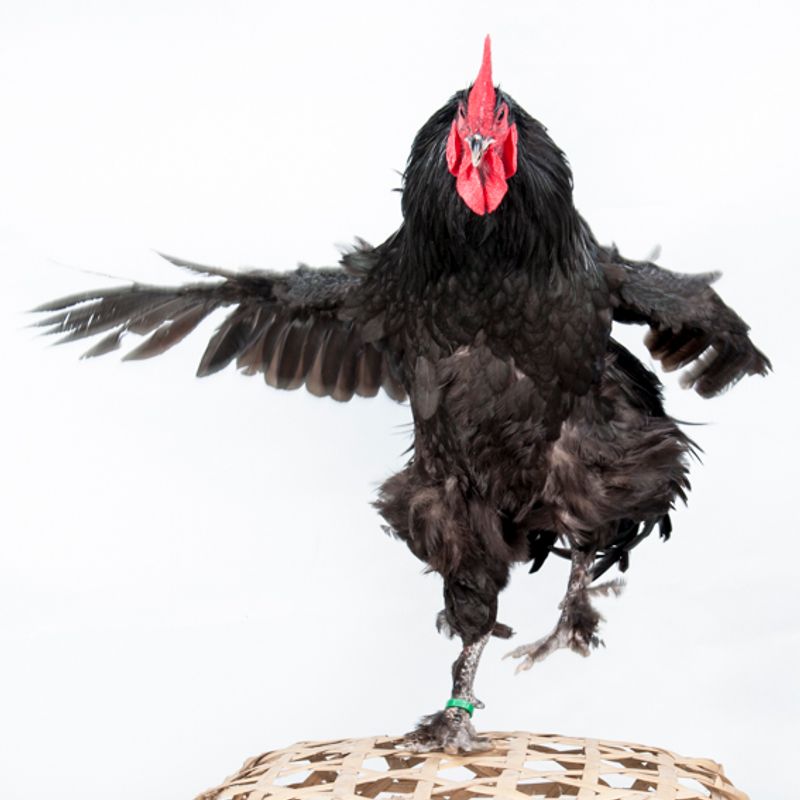 © Emanuela Colombo - Image from the Chickens photography project