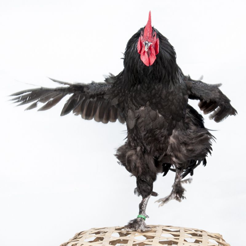 © Emanuela Colombo - Image from the Chickens photography project