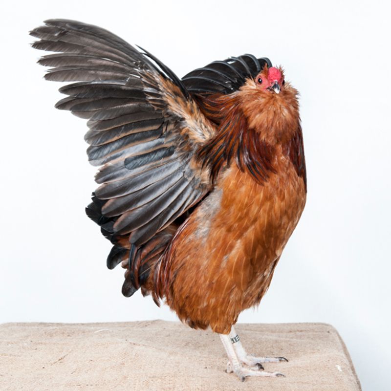 © Emanuela Colombo - Image from the Chickens photography project