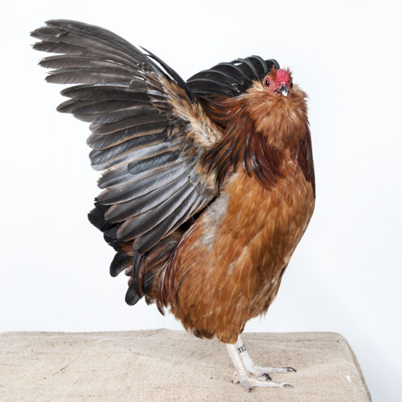 © Emanuela Colombo - Image from the Chickens photography project