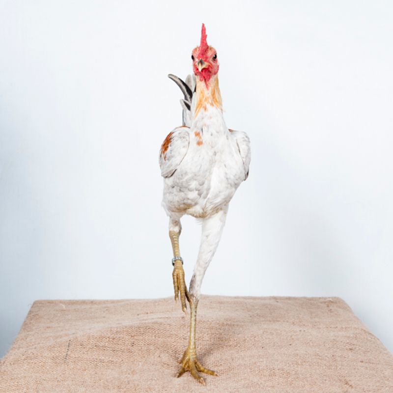© Emanuela Colombo - Image from the Chickens photography project