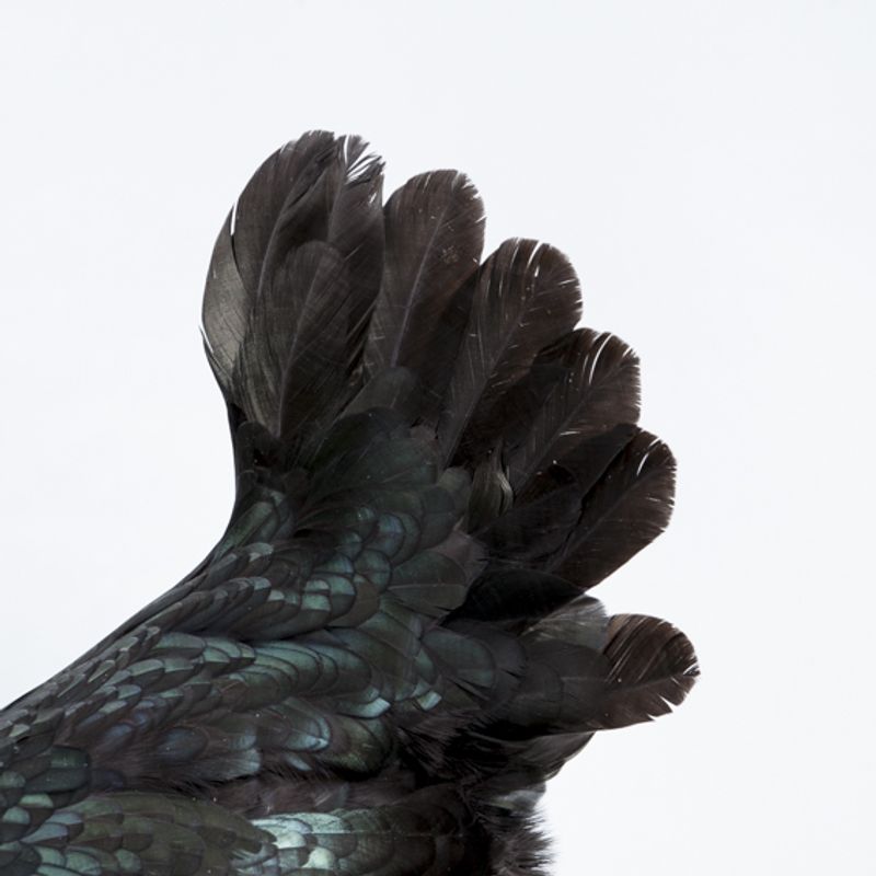 © Emanuela Colombo - Image from the Chickens photography project