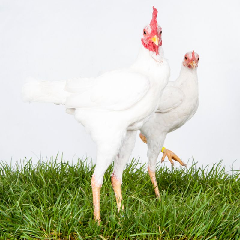 © Emanuela Colombo - Image from the Chickens photography project