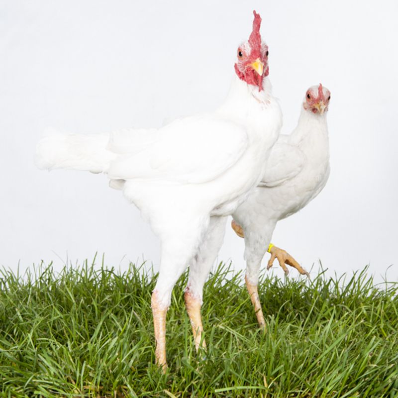 © Emanuela Colombo - Image from the Chickens photography project