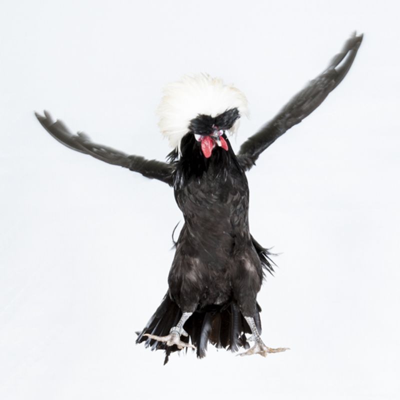 © Emanuela Colombo - Image from the Chickens photography project