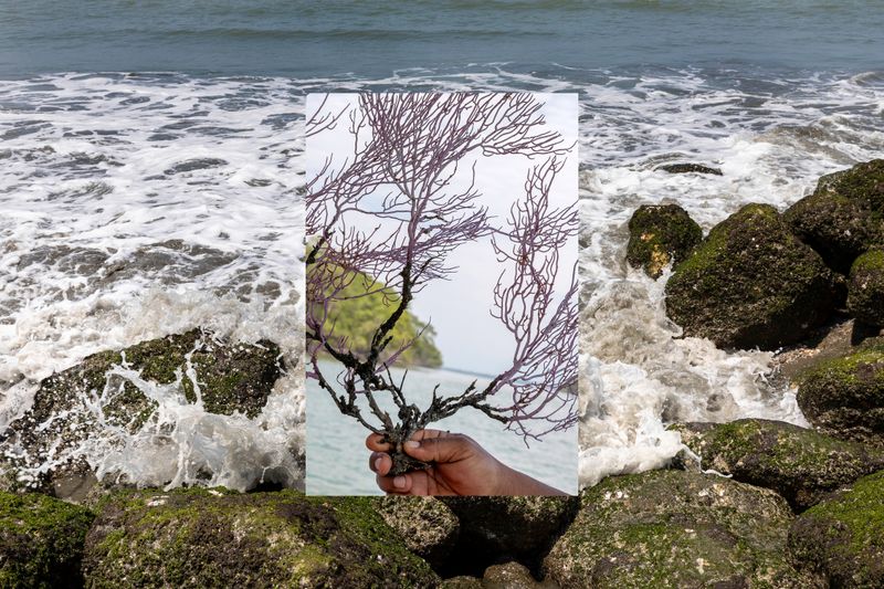 © Karen Toro - Composition. There are pink corals found in the middle of the rock formations when the tide is low. Jambelí, December 2022.