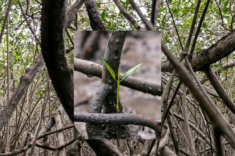© Karen Toro - Composition. Detail of a mangrove sprout emerging in the middle of a mangrove forest. Jambelí, November 2021.