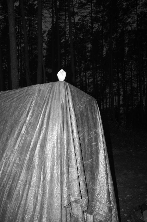 © Adrian Svec - Image from the Birdies photography project