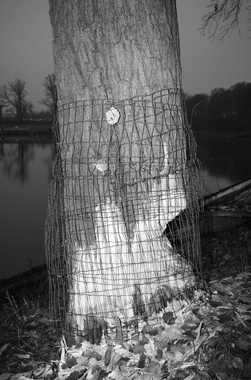 © Adrian Svec - Image from the Birdies photography project