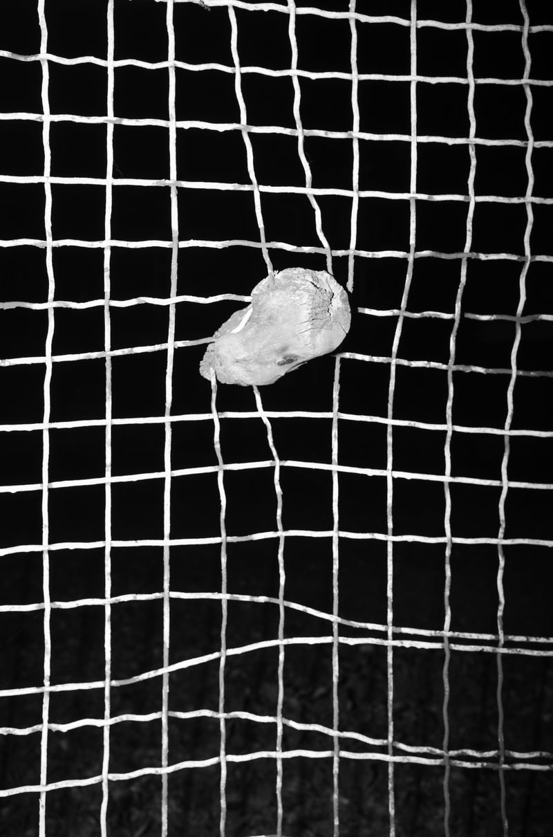 © Adrian Svec - Image from the Birdies photography project