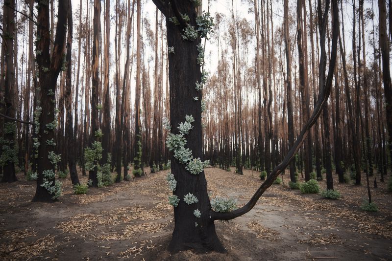 © Christina Simons - Image from the Australian Apocalypse: The Consequences of the Australian Bushfires photography project