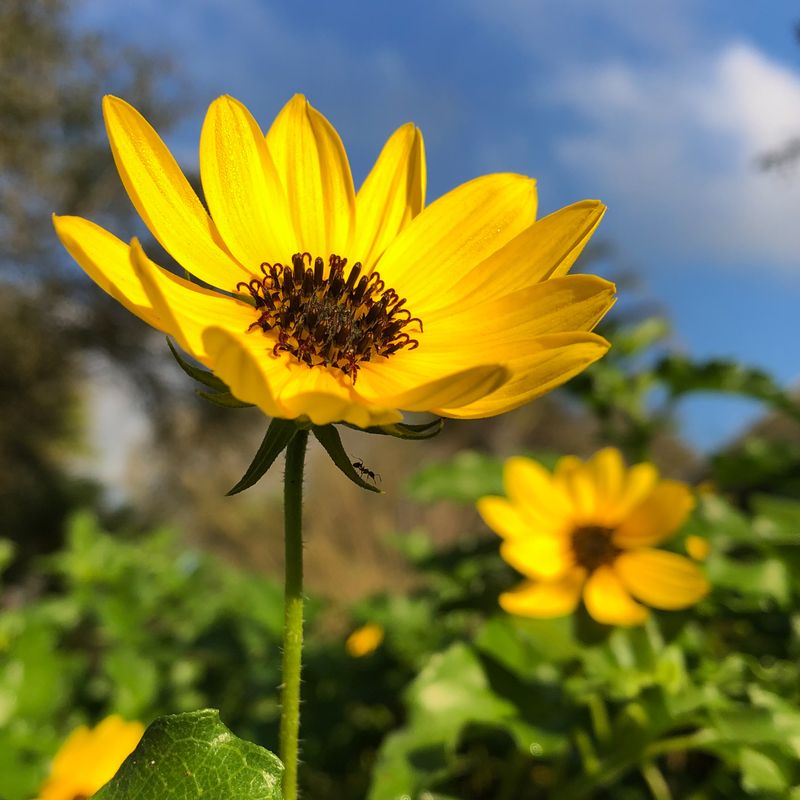 © Alison Muck - 'Ant On a Precipice' featuring native beach sunflowers.