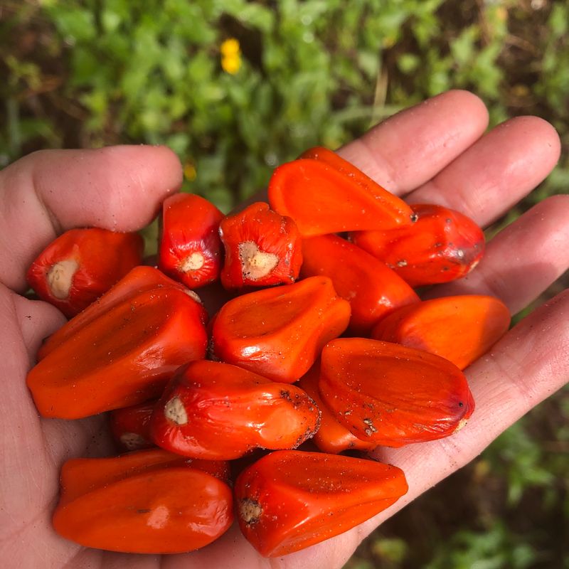 © Alison Muck - 'Heart in Hand' featuring native coontie seeds.