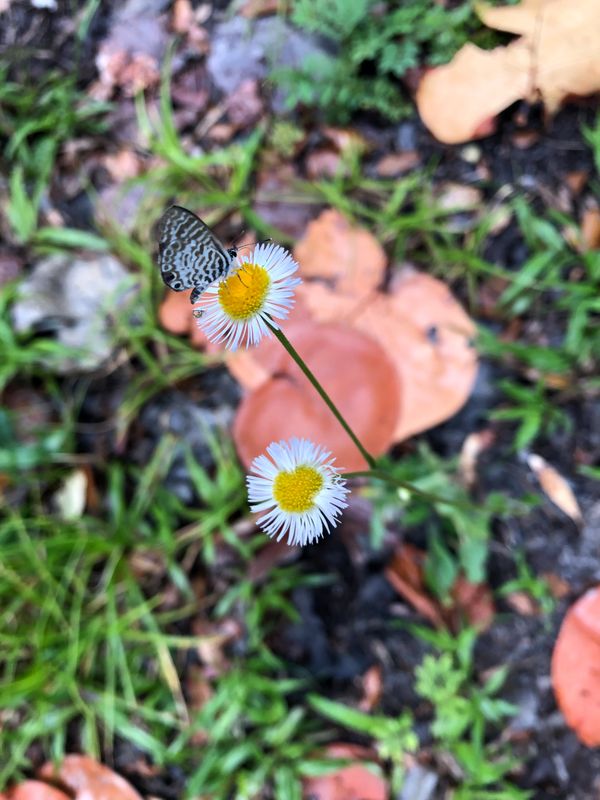 © Alison Muck - 'Pollen Nation'