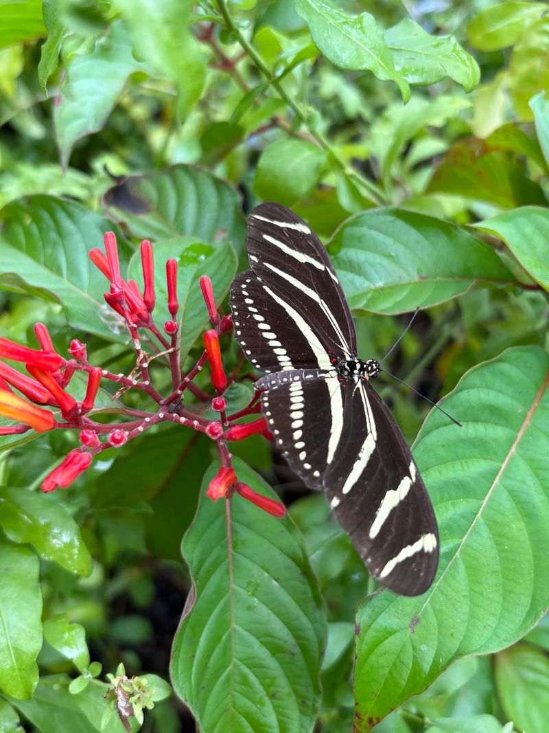 © Alison Muck - 'Zebra Longwing on a FireBush'