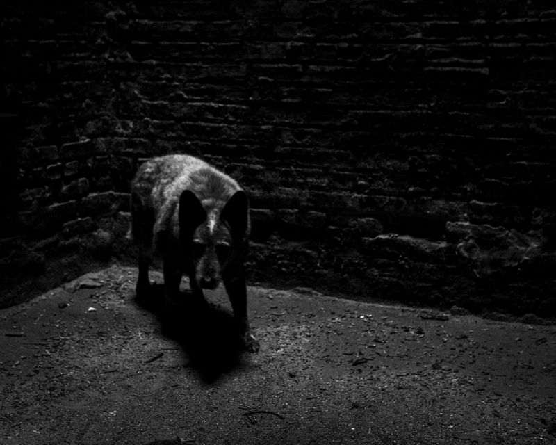 © Charlie Simokaitis - Image from the The Crisis Tapes photography project