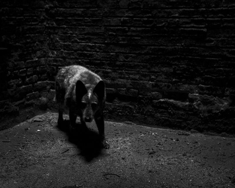© Charlie Simokaitis - Image from the The Crisis Tapes photography project