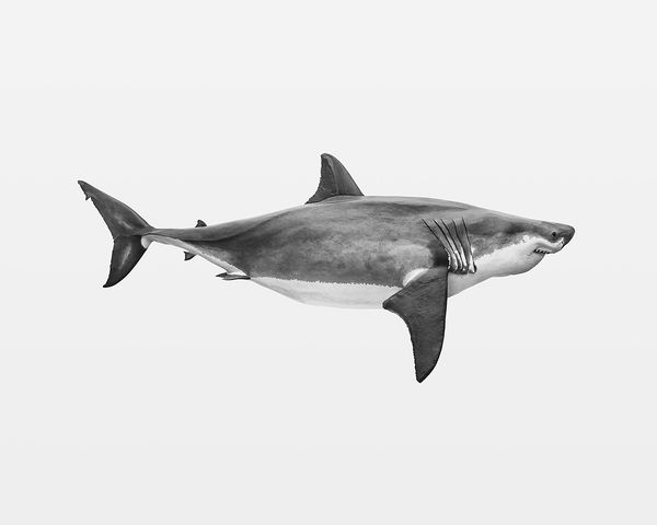 © Thomas Brasey - Shark