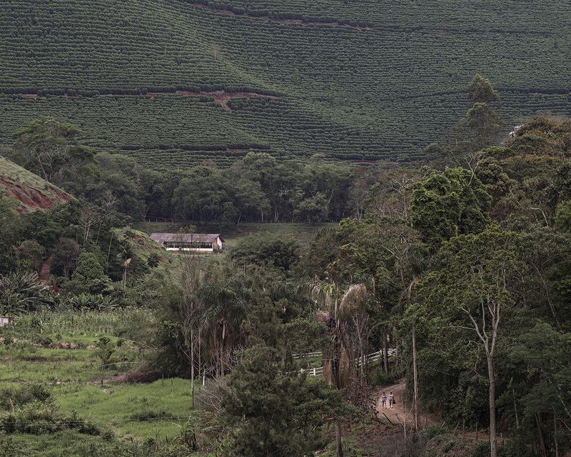 © Thomas Brasey - Plantation