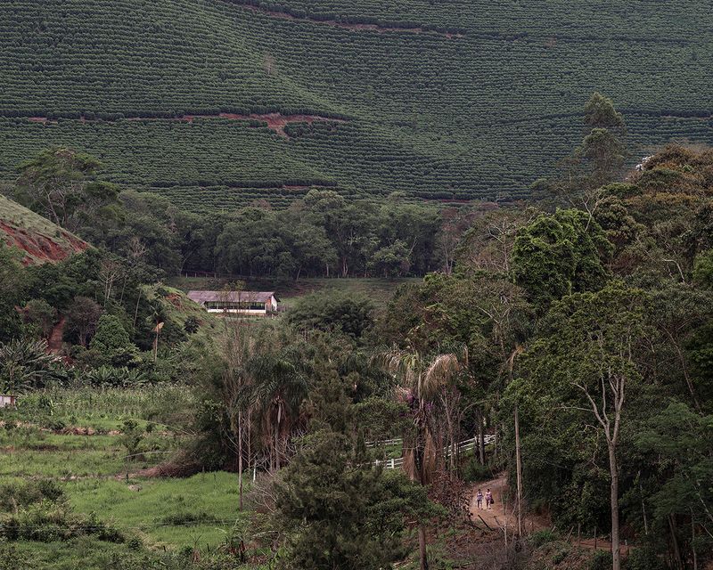 © Thomas Brasey - Plantation