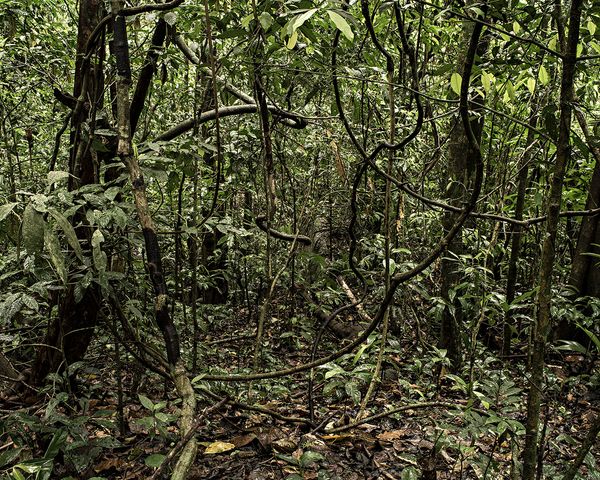 © Thomas Brasey - Mata Atlântica I