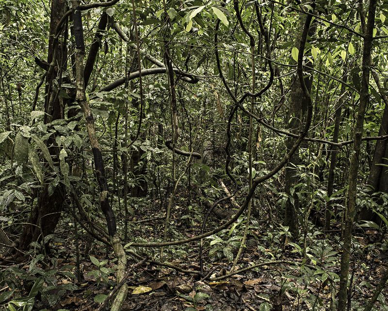 © Thomas Brasey - Mata Atlântica I