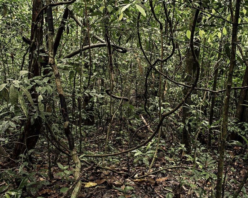 © Thomas Brasey - Mata Atlântica I