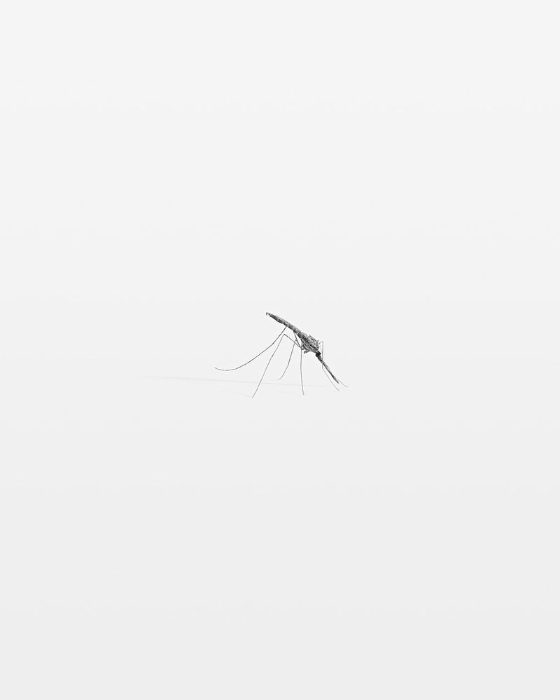 © Thomas Brasey - Anopheles gambiae