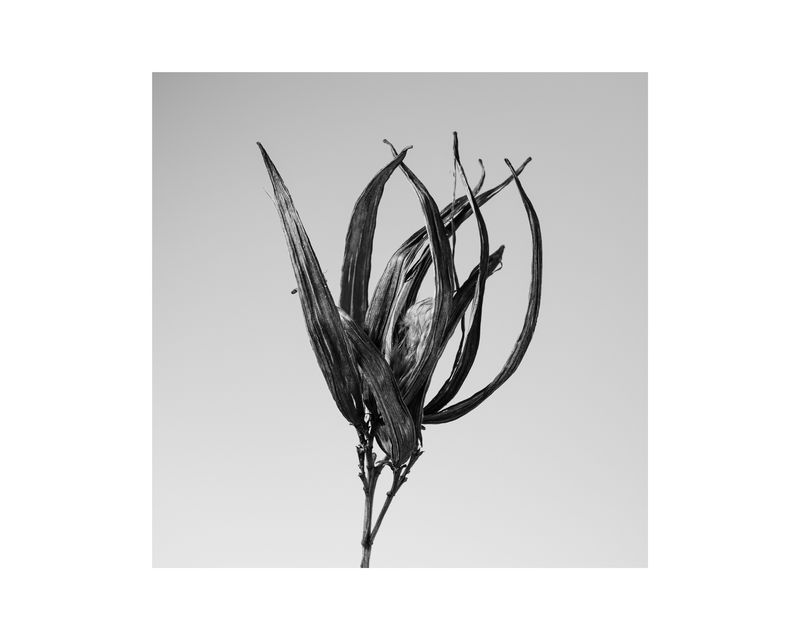 © Marcel Rauschkolb - Image from the The Garden photography project