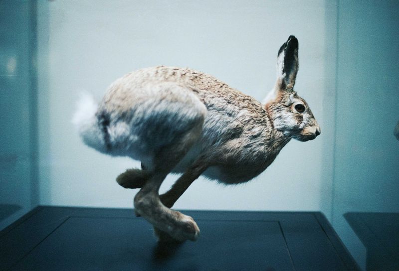 © Valentin Derom - Hare, Museum Toulouse