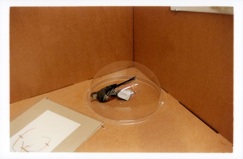 © Valentin Derom - Taxidermised bird fallen from its support, Avignon's Natural History Museum