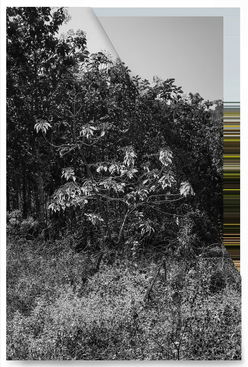 © andrea alkalay - Landscape on Landscape Cod_C8E1E7