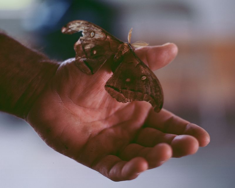© Bridget Badore - Kevin Holding a Moth, 2014