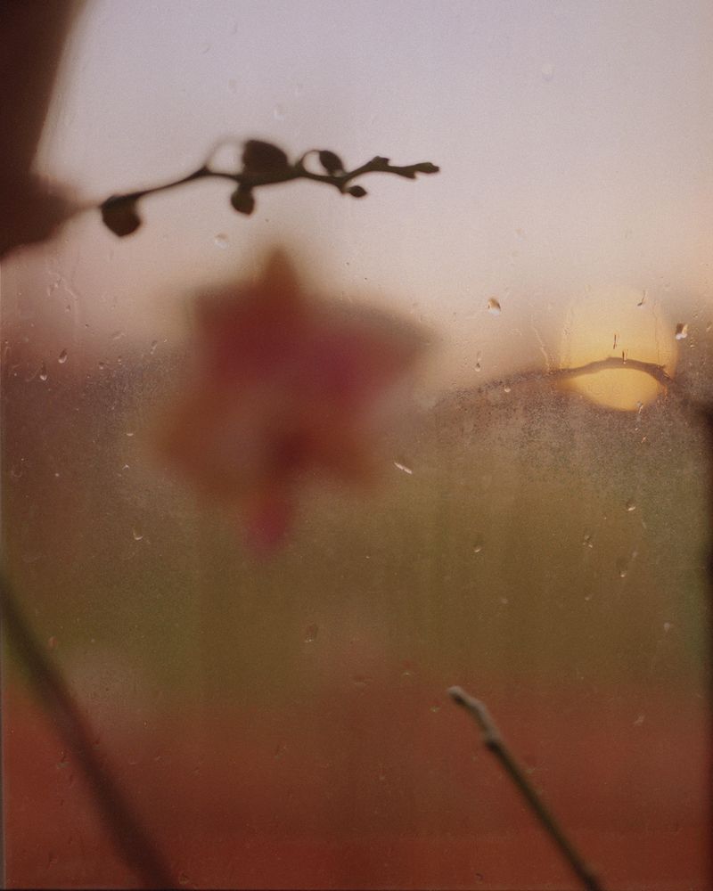 © Bridget Badore - Orchid in the Window, 2021