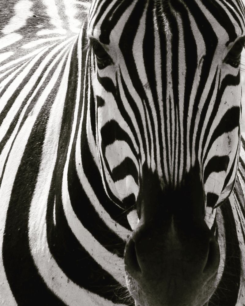 © Gabriela Zoldova - The Look